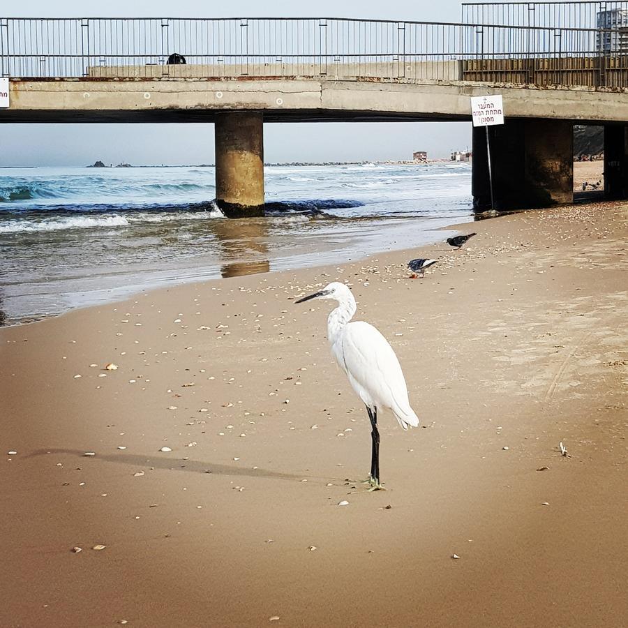 Sweet Home On The Beach 텔아비브 외부 사진